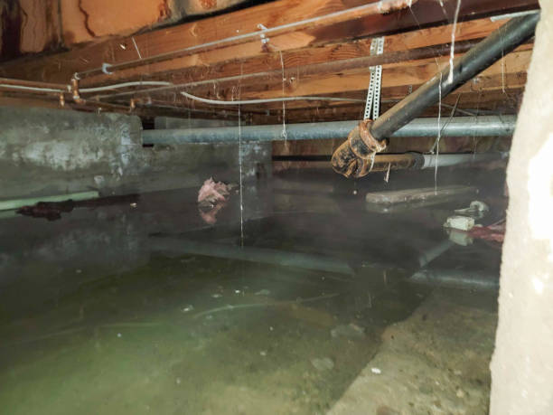 Best Water damage restoration experts  in North Patchogue, NY