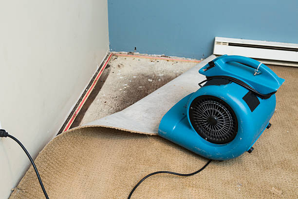 Best Water damage cleanup near me  in North Patchogue, NY